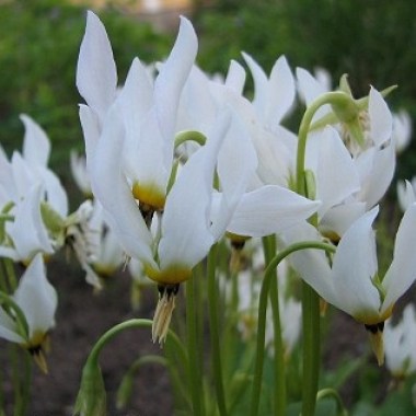 dodecatheon meadia album vuorijumaltenkukka